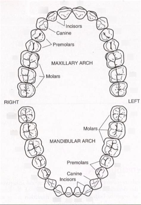 Tooth numbers Diagram | Quizlet