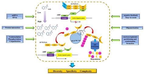 IJMS Free Full Text Molecular Mechanisms Of Diverse Auxin Responses