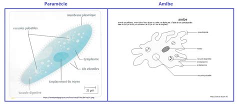 Sch Ma Svt Protozoaires Param Cie Amibe Vive Les Svt Les Sciences