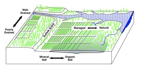 1 Conceptual Drawing Of The North Carolina Coastal Plain Showing The