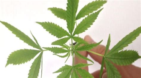 Stf Define Em 40g Quantidade De Maconha Para Diferenciar Usuário De Traficante