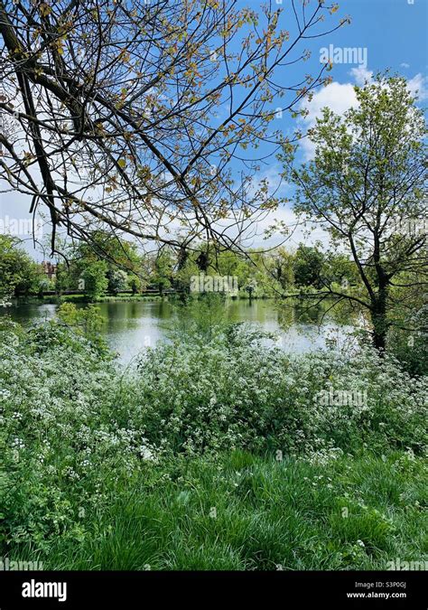 Hampstead Heath ponds Stock Photo - Alamy