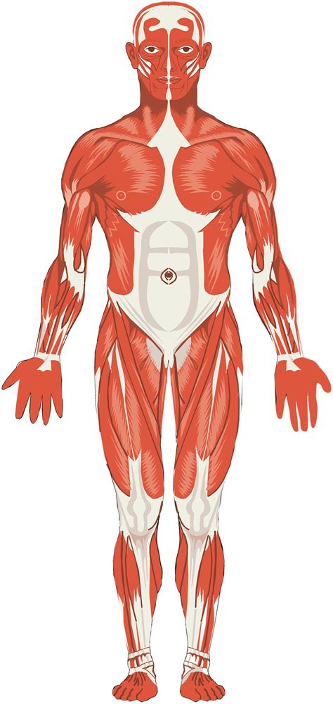 Tema Músculos Principales Del Cuerpo Humano EducaciÓn FÍsica