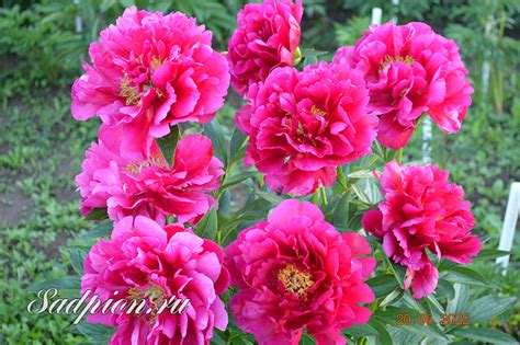 Пион Анн Цаллер / Ann Zahller