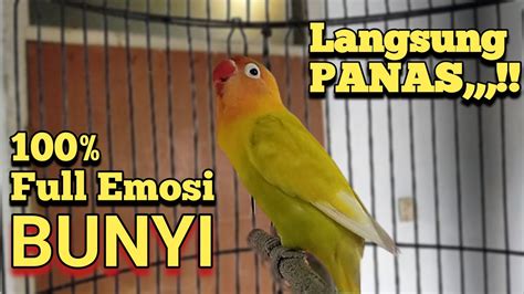 Suara Masteran Burung Lovebird Fighter Ngetik Ngekek Panjang