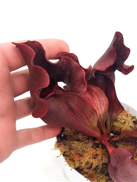 Sarracenia purpurea ssp. venosa "Very red" North of Supply L – Giardino ...