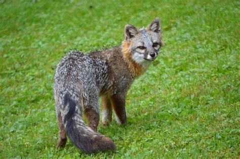 All About the Hudson Valley's Red (and Elusive Gray) Fox - Scenic Hudson
