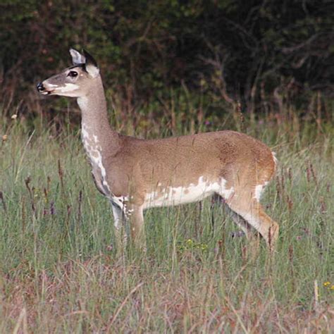 Whitetail Deer Change Colors with the Seasons - GJM Nature Media