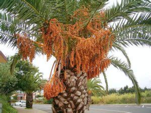 Palmera canaria características hábitat usos cuidados