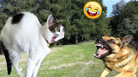 [100+] Funny Cat And Dog Pictures | Wallpapers.com