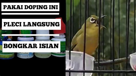 DOPING PLECI AGAR CEPAT BUKA PARUH JAMIN NEMBAK NEMBAK YouTube