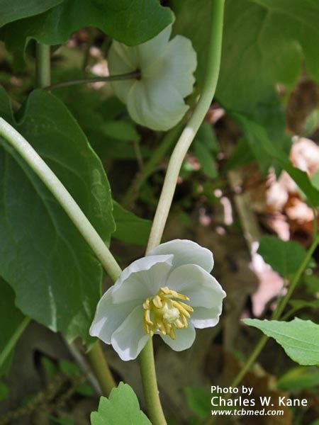 Podophyllum peltatum | Mayapple | Medicinal Uses | Charles W. Kane ...