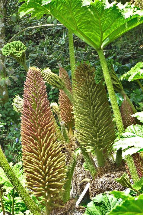 Gunnera - watering, care, and growing mammoth leaf in pots