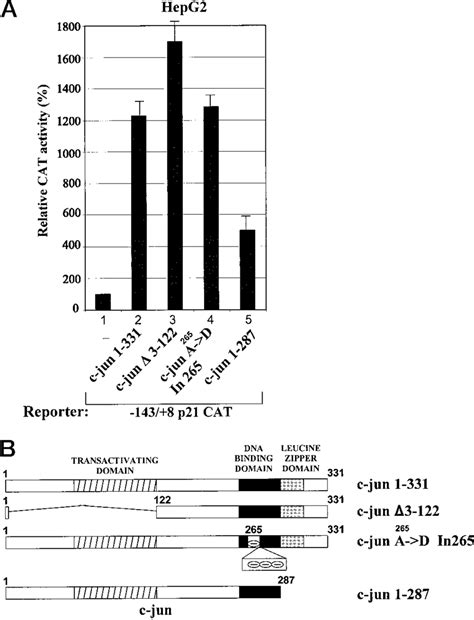 A And B Transactivation Of The Human P21 Promoter By Various C Jun Download Scientific Diagram