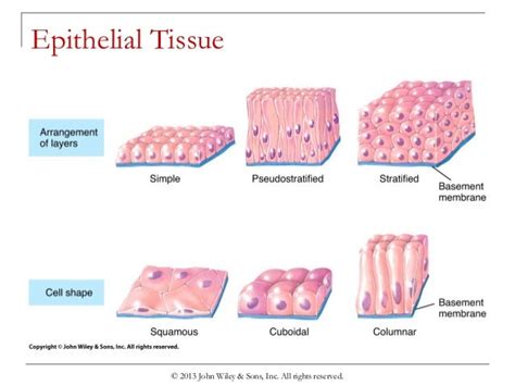 Chapter 4 Tissues