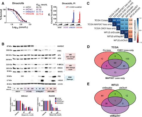 Pdf Loss Of Map3k7 Sensitizes Prostate Cancer Cells To Cdk12