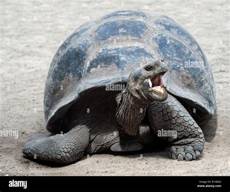 Tortuga gigante de Galápagos Chelonoidis nigra ssp de la isla