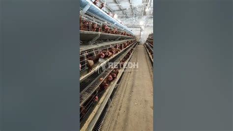 20000 Birds Layer Hen Farm Poultry Commercial Egg Production Business Retech Farming Youtube