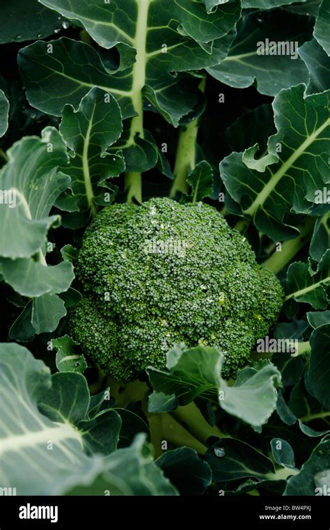 Calabrese Broccoli Growing In An Organic Allotment Garden Stock Photo