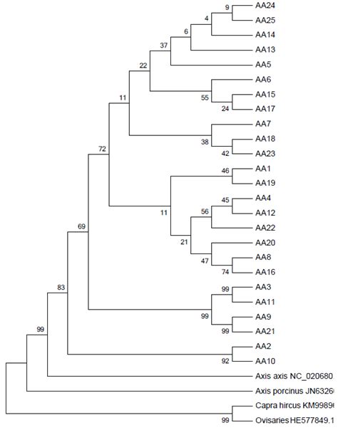 Phylogenetic tree (Rectangular) of Cytochrome-b, cytochrome-c and ...