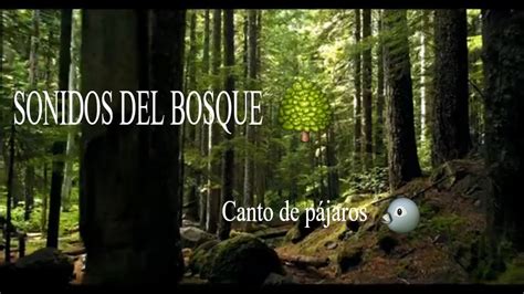 Sonidos Del Bosque Relajarse Sonidos De La Naturaleza YouTube