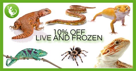 Swell Reptiles (@swellreptiles) | Twitter