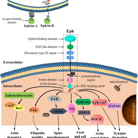 Signaling Pathways Associated With Ephrins And Eph Receptors Ephbs