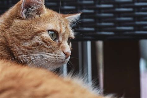 Adottare Un Gatto Ecco Le Valutazioni Da Fare Prima Di Farlo