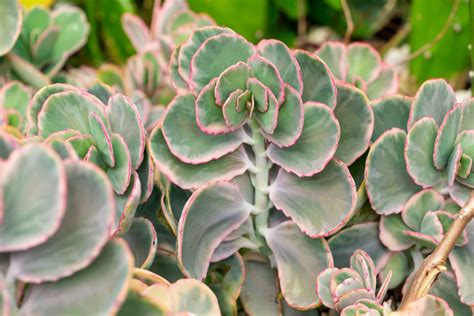 Kalanchoe Fedtschenkoi Care How To Grow The Lavender Scallops Plant