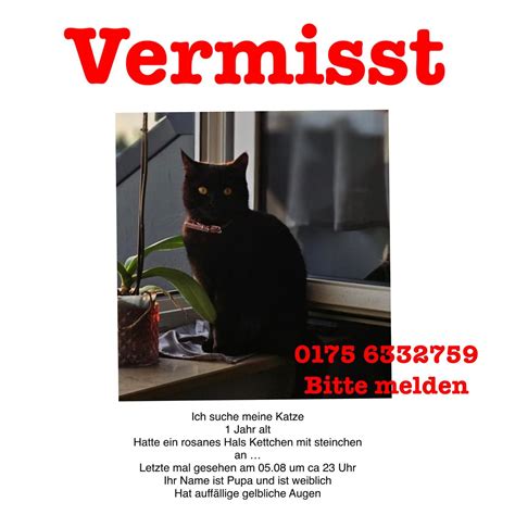 VERMISST Katze Weiblich Rosa Halsband Nicht Gechipt Tierheim Solingen