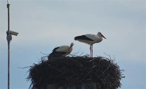 Új gólyakamera északon! - Őrhalom | Északi gólyahír