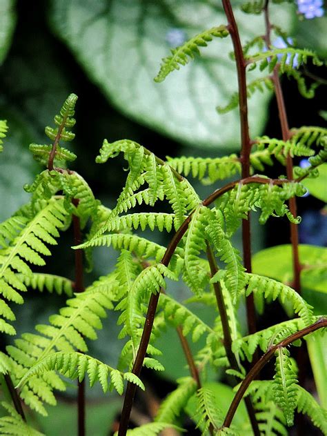 Simply The Best Natives Lady Fern Gardens Eye View