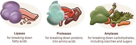 Enzyme Là Gì Thành Phần Thiết Yếu Cho Mọi Phản ứng Của Cơ Thể