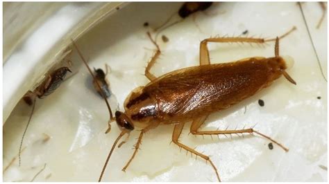 Домашние тараканы: фото, названия видов и описание