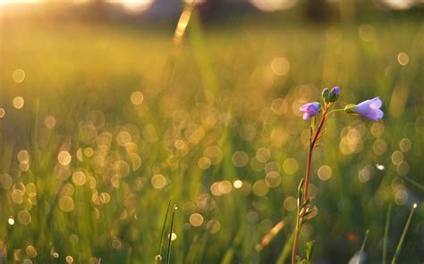 Wallpaper Sunlight Flowers Water Nature Plants Field Green