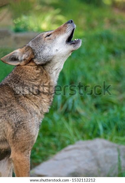 Red Wolf Howling: Over 208 Royalty-Free Licensable Stock Photos ...