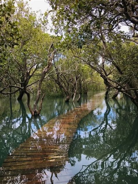 The Amazon Rainforest Ecosystem: The Green Lung of Humanity | WorldWeet