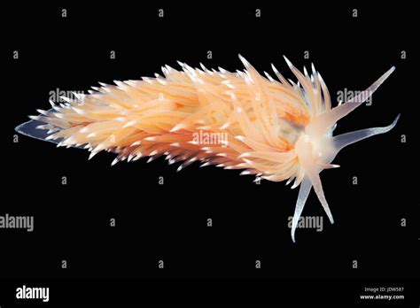 Nudibranch anatomy fotografías e imágenes de alta resolución Alamy