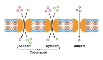 Membrane Transport Systems. Uniport, Symport And Antiport. by ADM Science