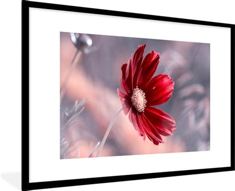 Fotolijst Incl Poster Bloemen Rood Natuur Planten X Cm