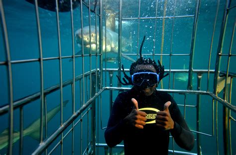 Rare Shark Encounters! - Shark Cage Diving KZN