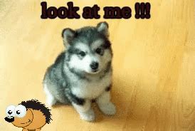 puppies on Make a GIF