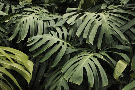 "Giant Tropical Leaves In Kauai" by Stocksy Contributor "Jess Craven ...