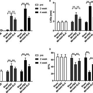 Ela Gene Therapy Improves Cardiac Function In Mice With Myocardial