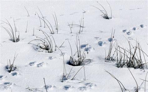 40 Animal Tracks In Snow Identification Omnivorvora