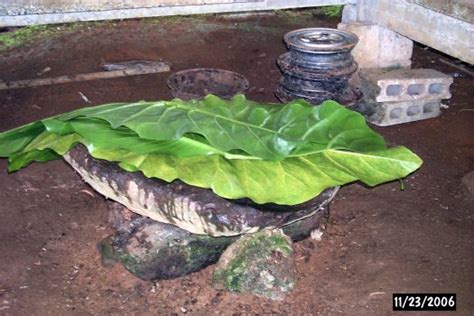 SC/SS 115 Ethnobotany: Sakau (kava) ceremony