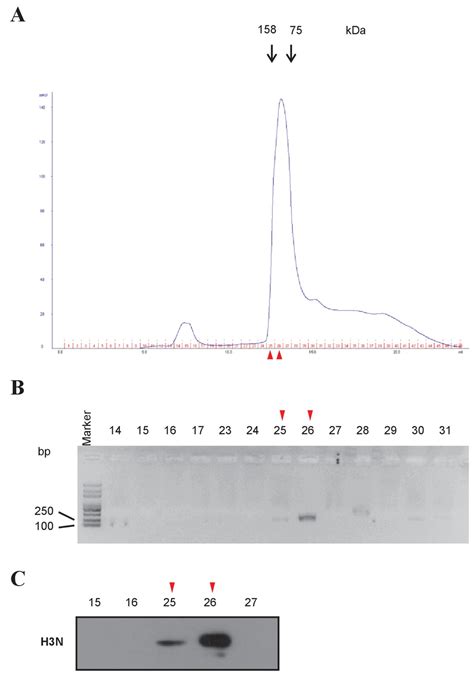 Figures And Data In Independent Manipulation Of Histone H3