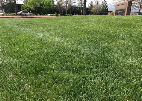 Tall Fescue - Raleigh Sod Company | Sod Installation & Delivery