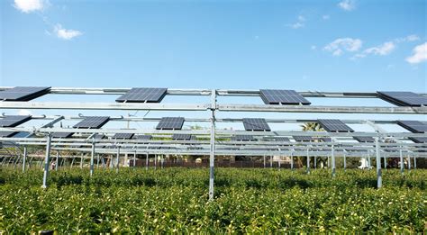 Agrivoltaics Cultivating Solar Energy To Build A More Sustainable