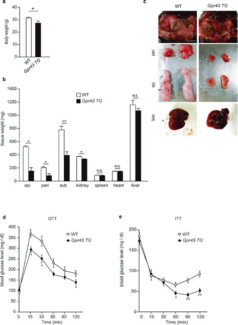 Adipose Specific Gpr43 Transgenic Mice Ap2 Gpr43tg Mice Are Lean And